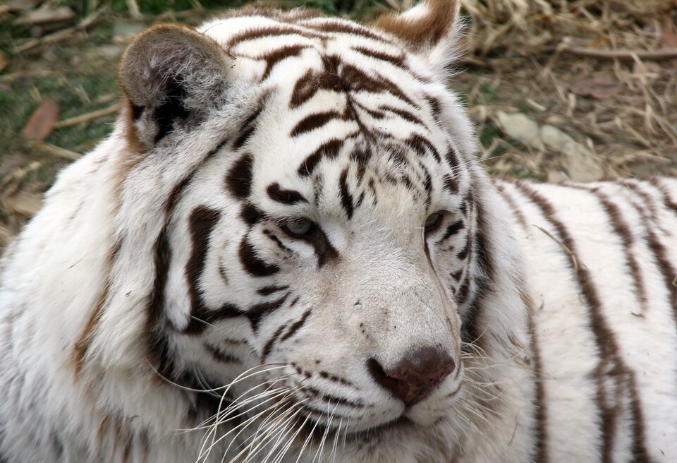 Gunma Safari Park Drive-through Safari and Conservation