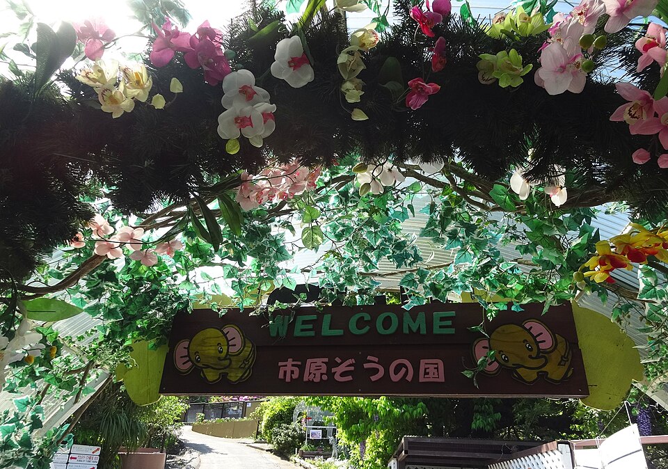 Ichihara Elephant Kingdom Practical Visitor Guide and Tips