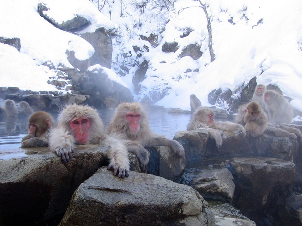 Jigokudani Monkey Park Snow Monkeys at Jigokudani, Nagano